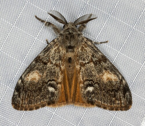 iNaturalist observation photo of Douglas-fir tussock moth