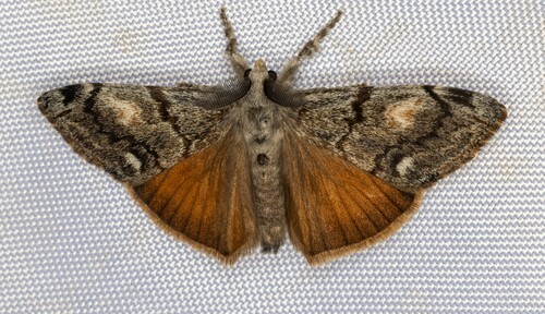 iNaturalist observation photo of Douglas-fir tussock moth