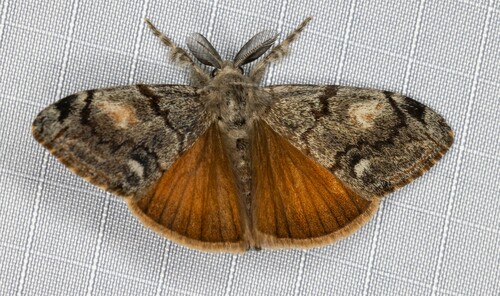 iNaturalist observation photo of Douglas-fir tussock moth