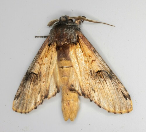 iNaturalist observation photo of Pale Prominent