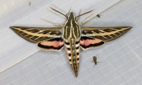 iNaturalist observation photo of White-lined Sphinx