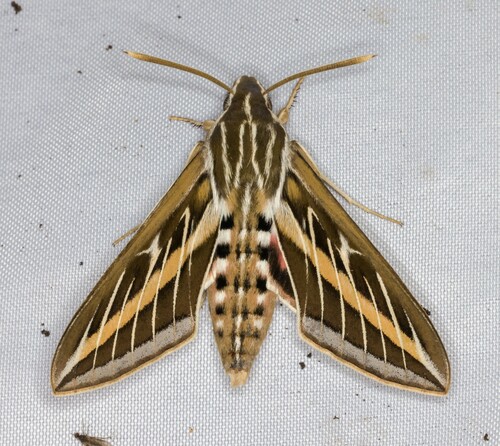 iNaturalist observation photo of White-lined Sphinx