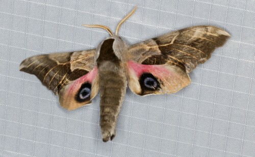 iNaturalist observation photo of Western Eyed Sphinx