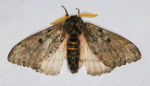 iNaturalist observation photo of Pandora Pinemoth