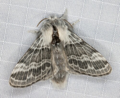 iNaturalist observation photo of Tolype Moths
