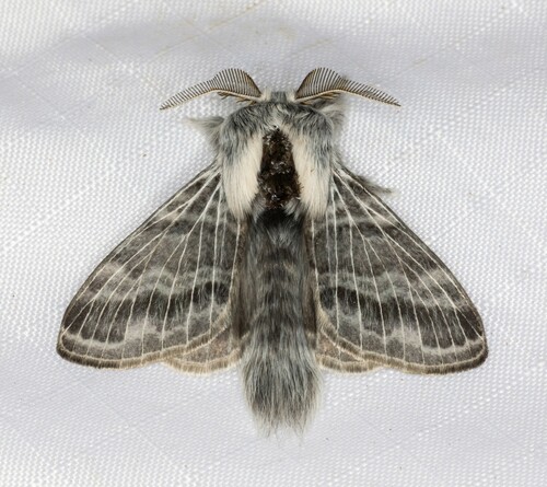 iNaturalist observation photo of Tolype Moths