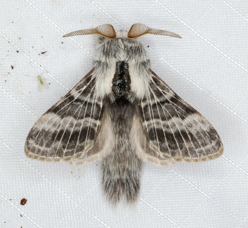 iNaturalist observation photo of Tolype Moths