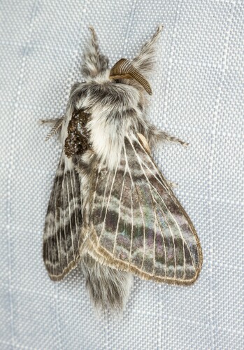 iNaturalist observation photo of Tolype Moths