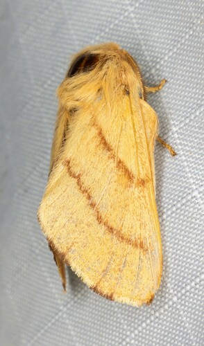 iNaturalist observation photo of Western Tent Caterpillar Moth