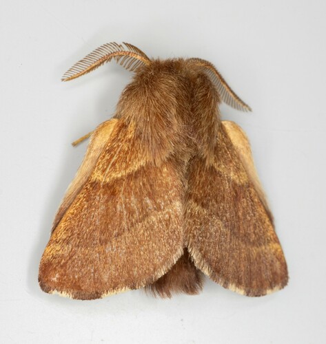iNaturalist observation photo of Western Tent Caterpillar Moth