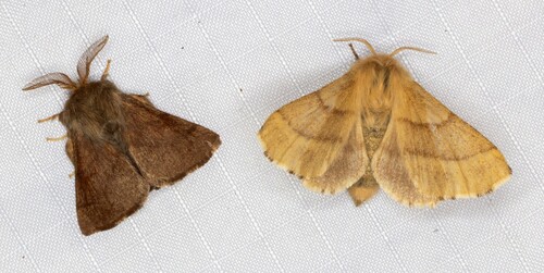 iNaturalist observation photo of Western Tent Caterpillar Moth