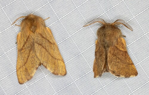 iNaturalist observation photo of Western Tent Caterpillar Moth