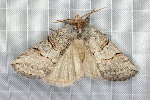 iNaturalist observation photo of Ceranemota amplifascia