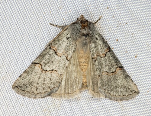 iNaturalist observation photo of Ceranemota amplifascia