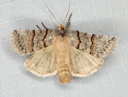 iNaturalist observation photo of Ceranemota amplifascia