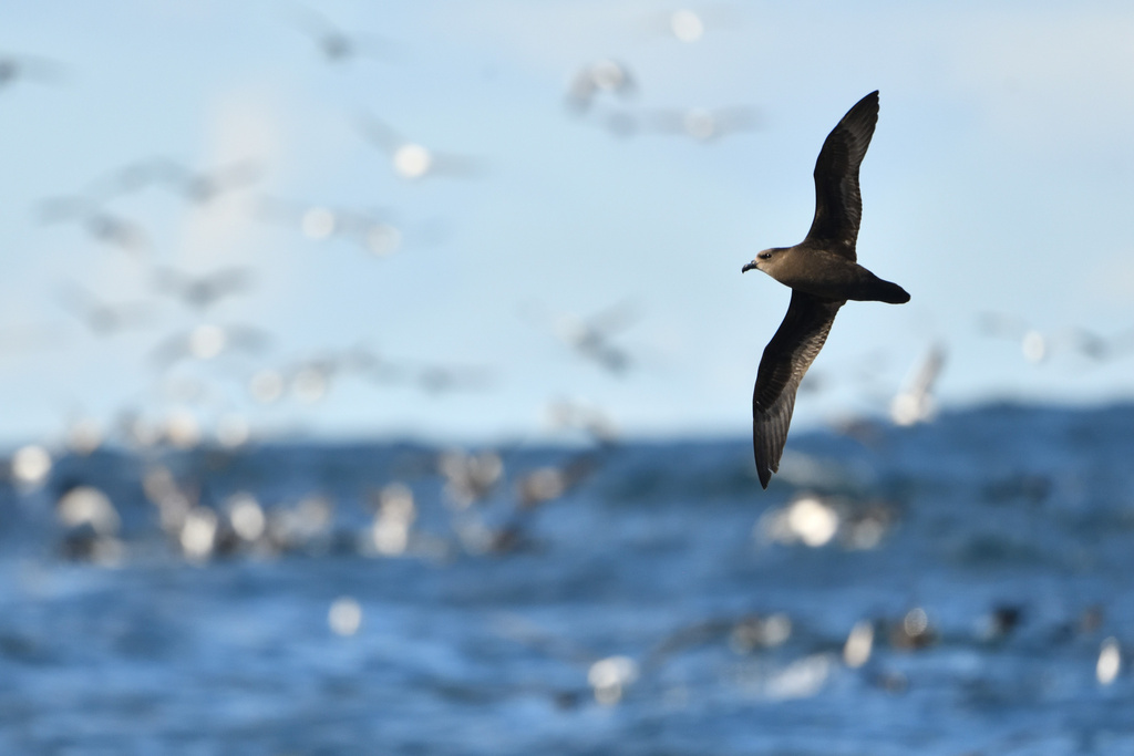 Great-winged Petrel on September 4, 2023 at 10:17 AM by Jonathan Ben ...