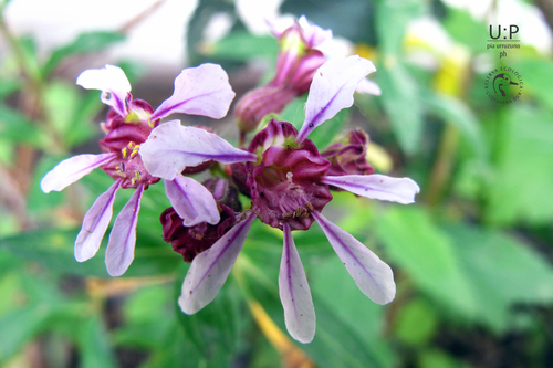 Cuphea fruticosa