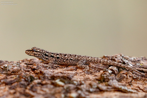 Karamoja Dwarf Gecko