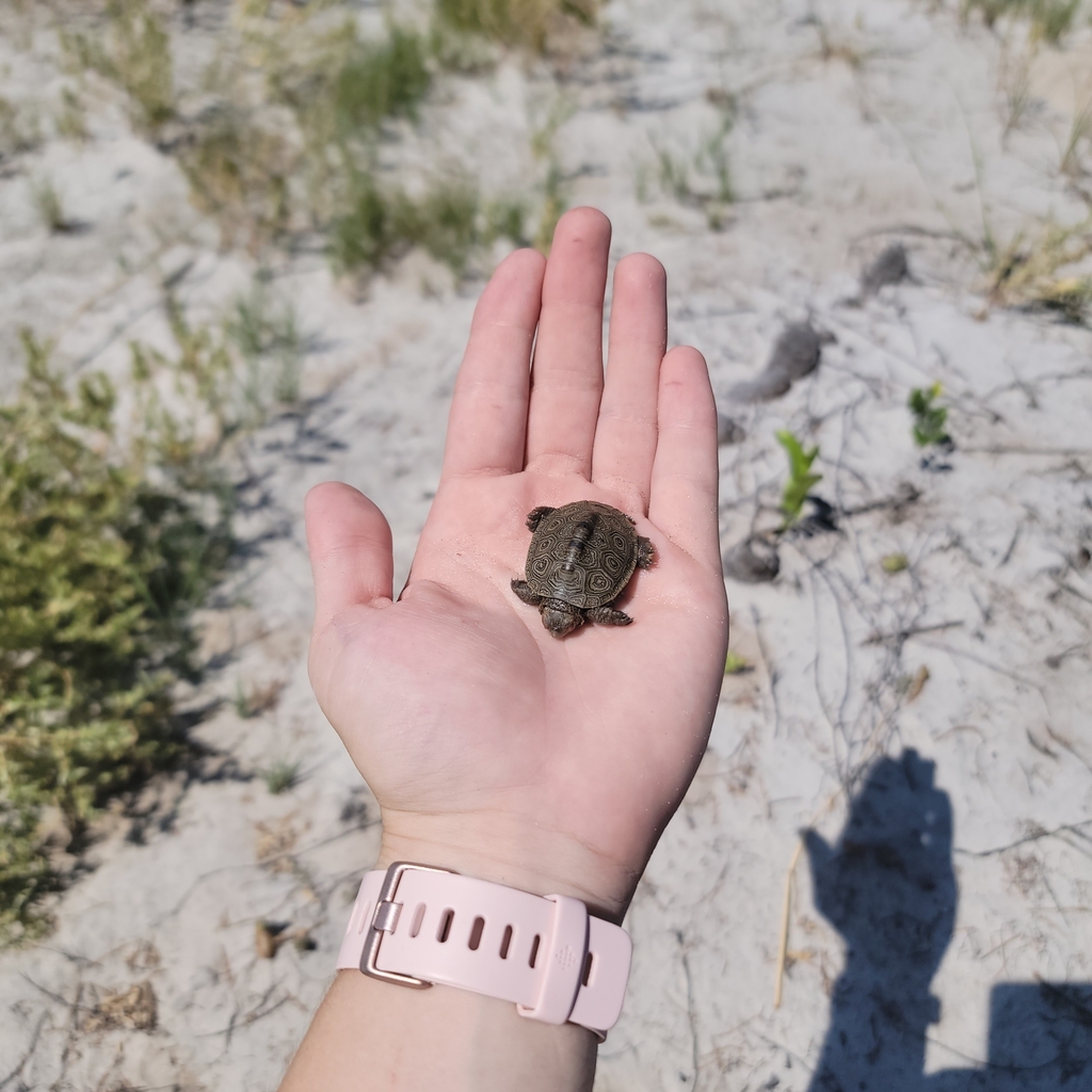 Diamondback Terrapin In September 2023 By Blair Mclean. Hatchling 