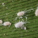 Long-tailed Mealybug - Photo (c) Erin Powell, all rights reserved, uploaded by Erin Powell
