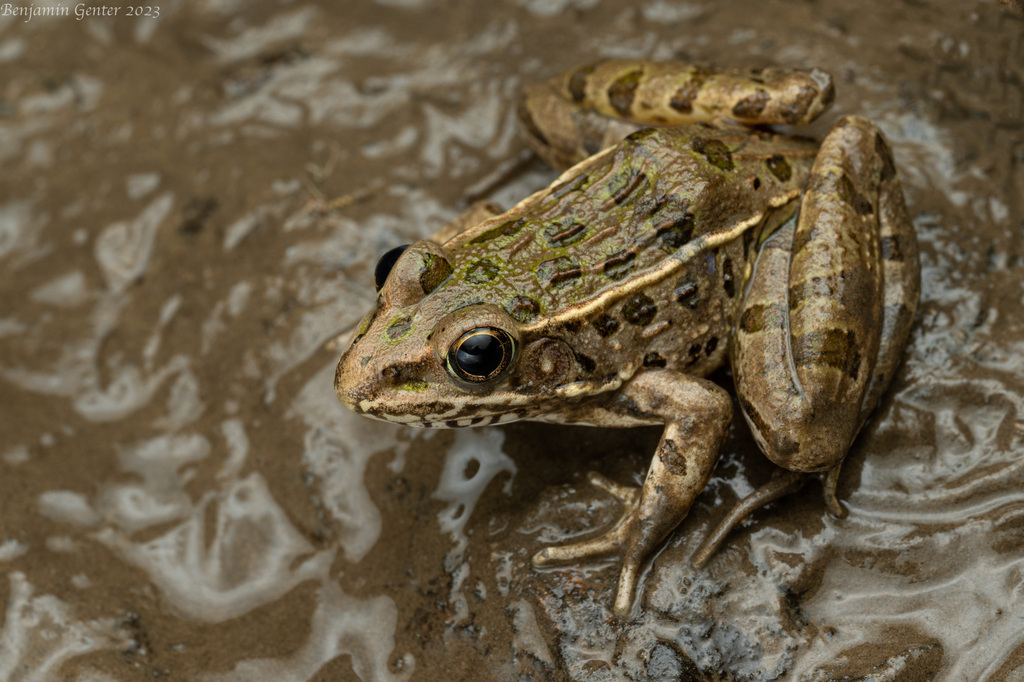 Plains Leopard Frog in May 2023 by Benjamin Genter · iNaturalist