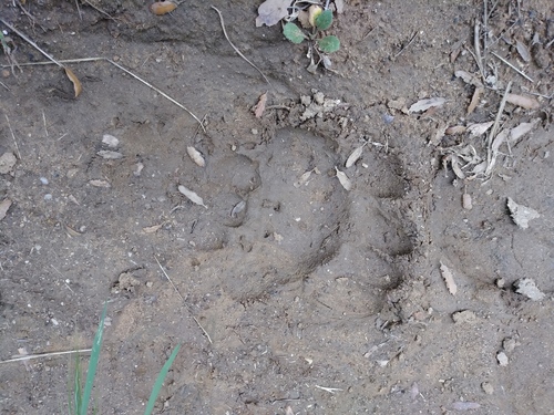 Black Bear Tracks – NatureTracking