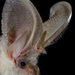 Christie's Big-eared Bat - Photo (c) Bruce  Thomson, all rights reserved, uploaded by Bruce  Thomson