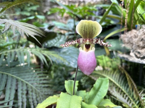 Moquetteanum Slipper Orchid