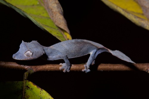 Spearpoint Leaf-tail Gecko
