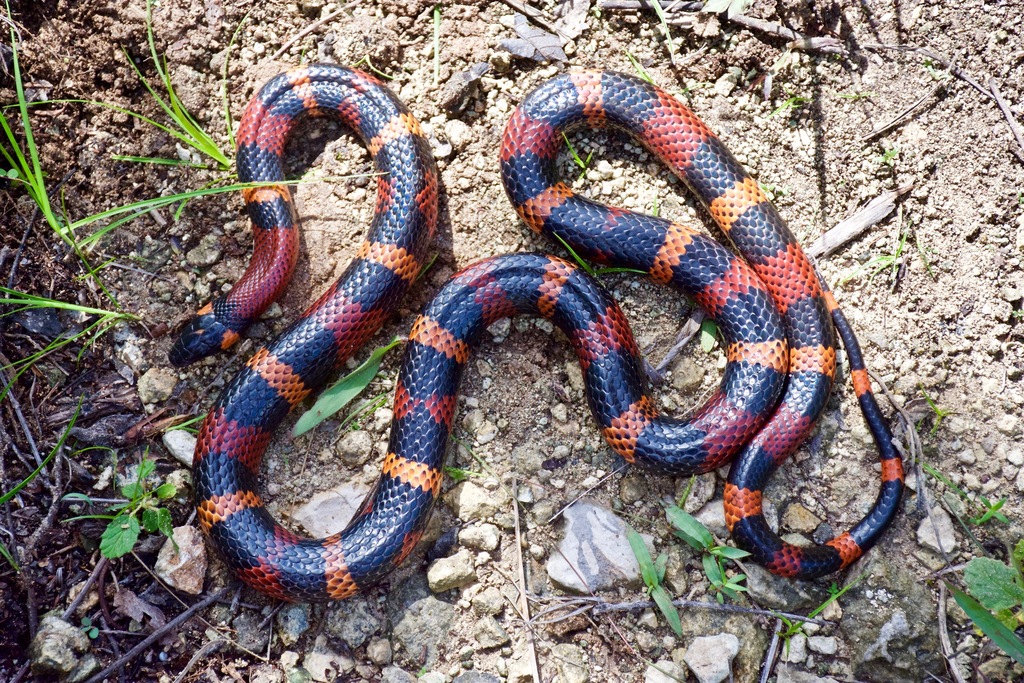 Central American Milksnake in August 2016 by Sean Rowan Laughlin ...