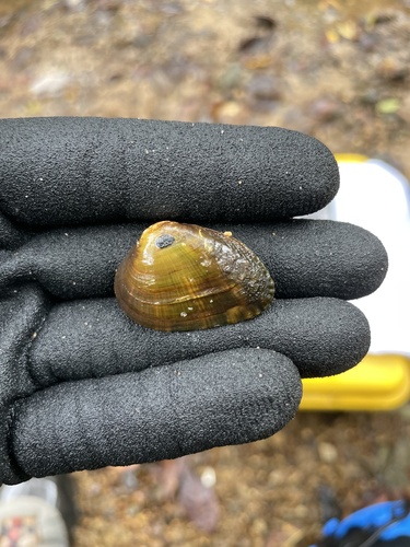 Birdwing Pearlymussel