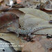 Naked-toed Gecko - Photo (c) Thaís Guedes, all rights reserved, uploaded by Thaís Guedes