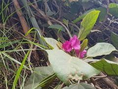 Delostoma integrifolium image