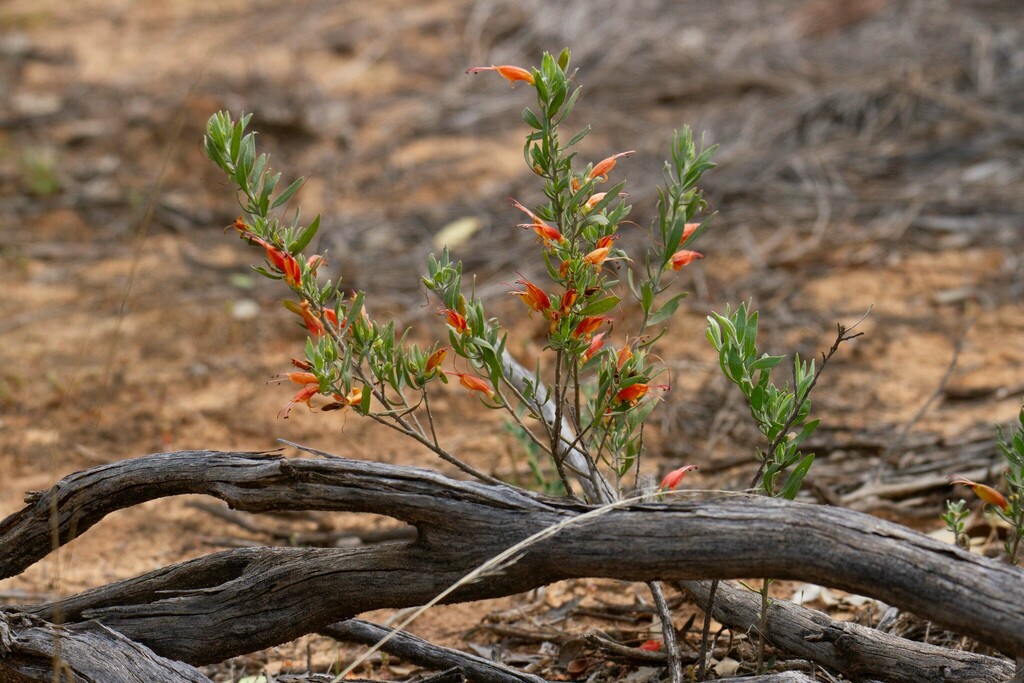 Common Emu-Bush from Annuello VIC 3549, Australia on September 10, 2023 ...