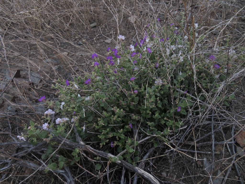 Wishbone Bush from Menifee, CA, USA on September 22, 2023 at 0606 PM