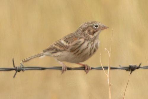 Vesper Sparrow