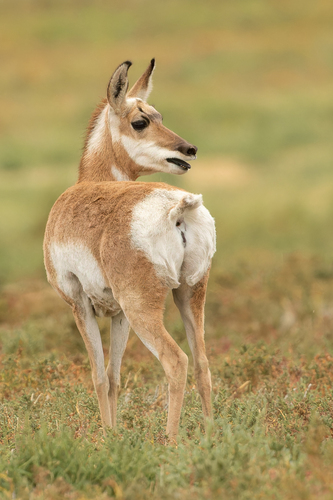 Pronghorn