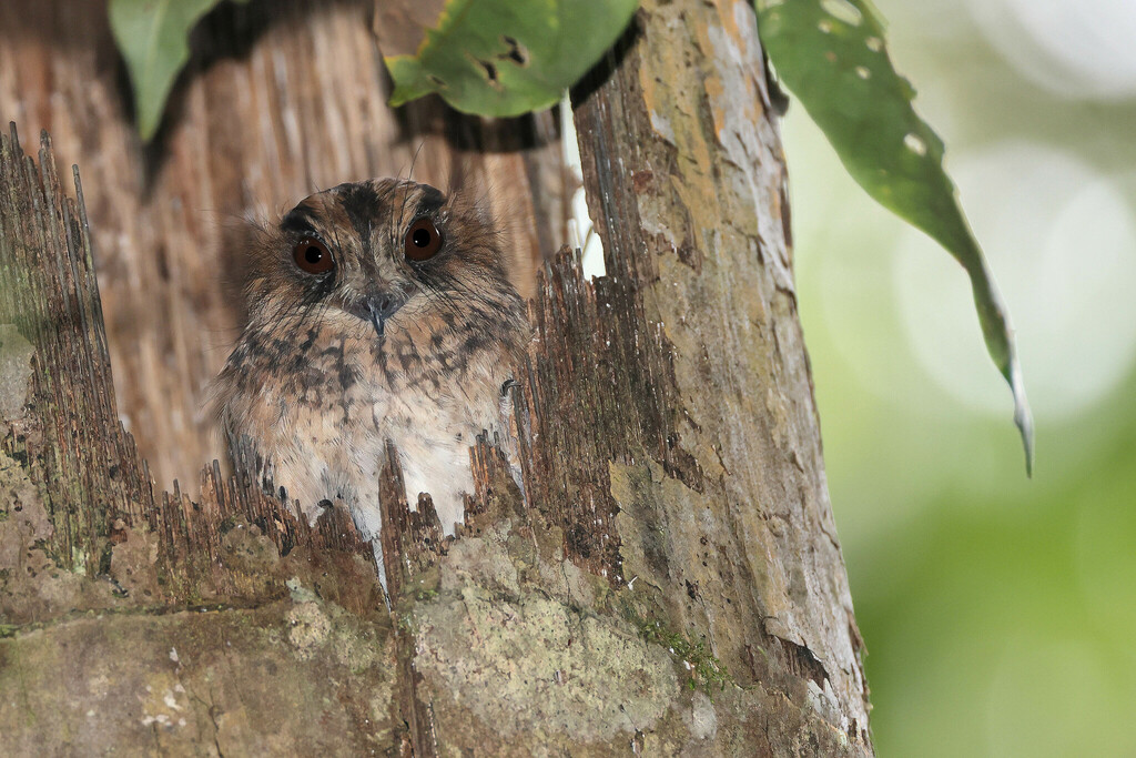 Vogelkop Owlet-nightjar (Aegotheles affinis) photo
