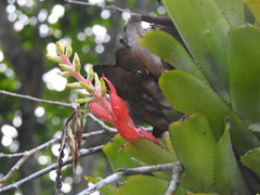 Aechmea nudicaulis image