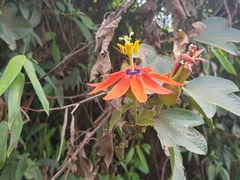Passiflora manicata image