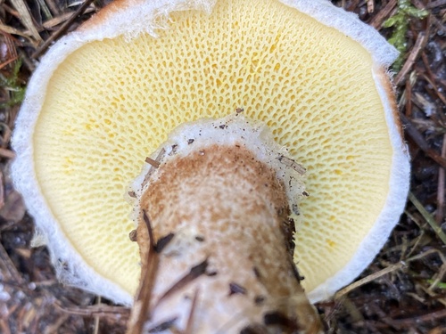 Hollow Bolete