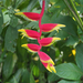 Hanging Lobster Claw Heliconia - Photo (c) Wendy Feltham, all rights reserved, uploaded by Wendy Feltham