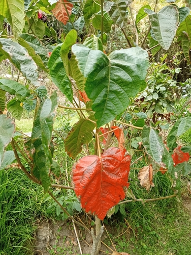 Croton draco - Whole tree