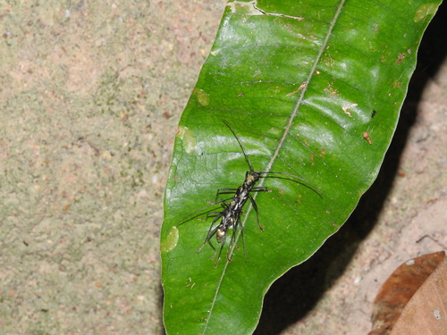 Appula nigripes