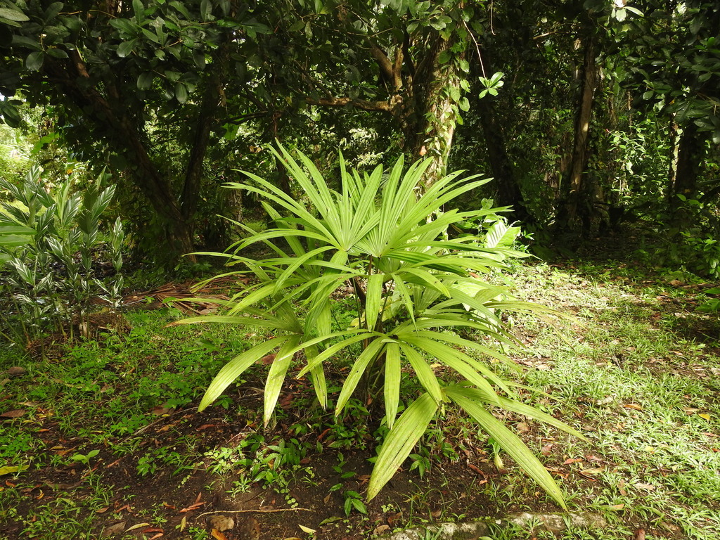 toquilla palm from Siquirres, Limón, Costa Rica on August 23, 2022 at ...