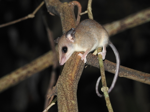 Peruvian Opossum (Gracilinanus peruanus) — Data Deficient Mammalia