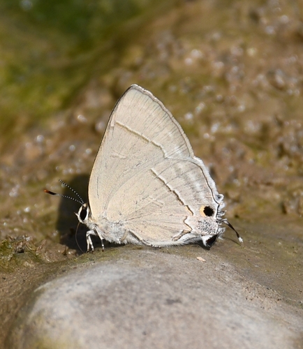 Rapala nissa (Kollar, 1848)