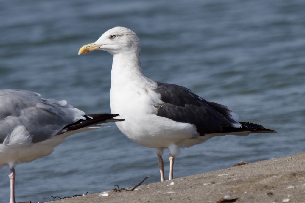 줄무늬노랑발갈매기 from Elgin County, ON, Canada on 2023년... by michelecarnerie · iNaturalist 줄무늬노랑발갈매기 (Larus fuscus)