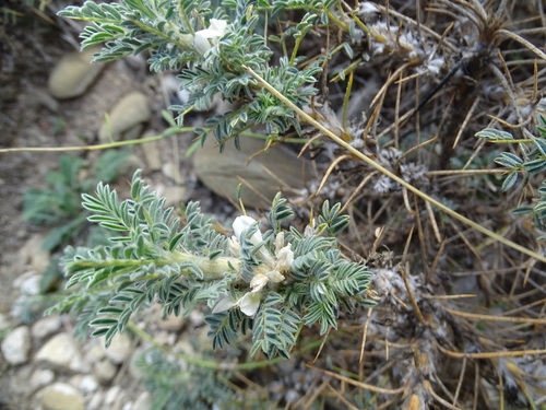 Astragalus caucasicus