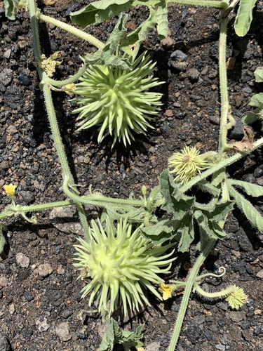 Cucumis anguria var. longaculeatus